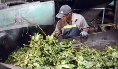 Foto de la galería: Yerba Mate Piporé: visita y charla para conocer más de los productos de esta Cooperativa misionera