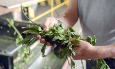 Foto de la galería: Yerba Mate Piporé: visita y charla para conocer más de los productos de esta Cooperativa misionera
