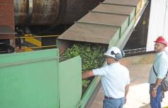 Foto de la galería: Yerba Mate Piporé: visita y charla para conocer más de los productos de esta Cooperativa misionera