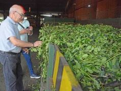 Foto de la galería: Yerba Mate Piporé: visita y charla para conocer más de los productos de esta Cooperativa misionera