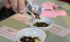 Foto de la galería: Expo Té Argentina: con el éxito de dos ediciones, Misiones volverá a ser sede en 2025