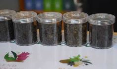 Foto de la galería: Expo Té Argentina: con el éxito de dos ediciones, Misiones volverá a ser sede en 2025