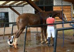 Foto de la galería: Federal de Saltos Hípicos: El Palenque convocó al encuentro en un finde de campo en Nemesio Parma 