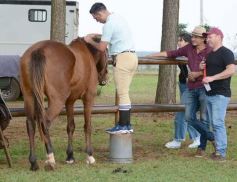 Foto de la galería: Federal de Saltos Hípicos: El Palenque convocó al encuentro en un finde de campo en Nemesio Parma 