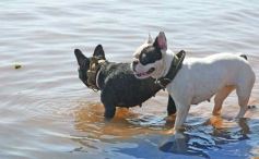 Foto de la galería: Temporada de Aguas Abiertas: la 2da fecha convocó a unos 70 atletas en Costa Sur