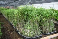 Foto de la galería: Junto a Canal 12, visita a la Biofábrica, entrevistas, recorrido por el laboratorio y producción 