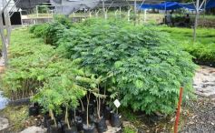 Foto de la galería: Junto a Canal 12, visita a la Biofábrica, entrevistas, recorrido por el laboratorio y producción 