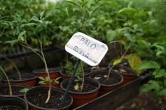 Foto de la galería: Junto a Canal 12, visita a la Biofábrica, entrevistas, recorrido por el laboratorio y producción 