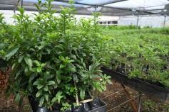 Foto de la galería: Junto a Canal 12, visita a la Biofábrica, entrevistas, recorrido por el laboratorio y producción 