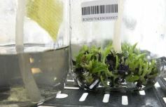 Foto de la galería: Junto a Canal 12, visita a la Biofábrica, entrevistas, recorrido por el laboratorio y producción 