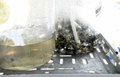 Foto de la galería: Junto a Canal 12, visita a la Biofábrica, entrevistas, recorrido por el laboratorio y producción 