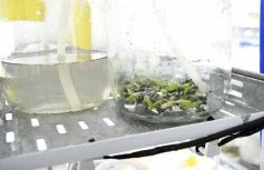 Foto de la galería: Junto a Canal 12, visita a la Biofábrica, entrevistas, recorrido por el laboratorio y producción 