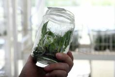 Foto de la galería: Junto a Canal 12, visita a la Biofábrica, entrevistas, recorrido por el laboratorio y producción 