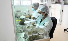 Foto de la galería: Junto a Canal 12, visita a la Biofábrica, entrevistas, recorrido por el laboratorio y producción 