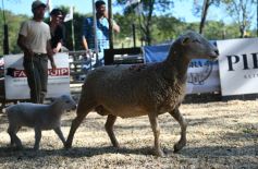 Foto de la galería: Remate, equitación y gastronomía: parte del éxito del domingo de disfrute en el Campo La Armonía