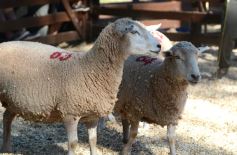 Foto de la galería: Remate, equitación y gastronomía: parte del éxito del domingo de disfrute en el Campo La Armonía