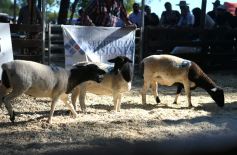 Foto de la galería: Remate, equitación y gastronomía: parte del éxito del domingo de disfrute en el Campo La Armonía