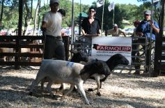 Foto de la galería: Remate, equitación y gastronomía: parte del éxito del domingo de disfrute en el Campo La Armonía