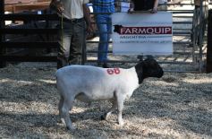 Foto de la galería: Remate, equitación y gastronomía: parte del éxito del domingo de disfrute en el Campo La Armonía