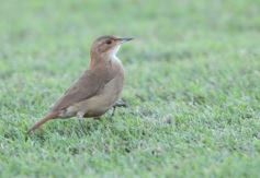 Foto de la galería: Federal A: Mitre pisó fuerte en casa y volvió a la zona de clasificación 