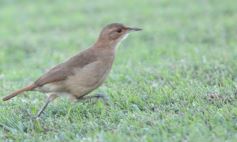 Foto de la galería: Federal A: Mitre pisó fuerte en casa y volvió a la zona de clasificación 