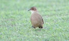 Foto de la galería: Federal A: Mitre pisó fuerte en casa y volvió a la zona de clasificación 