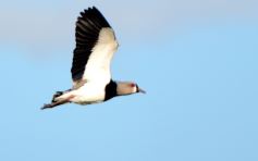 Foto de la galería: Federal A: Mitre no pudo sumar en casa pero sigue en puestos de clasificación
