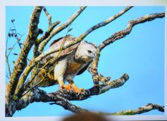 Foto de la galería: El reconocido fotógrafo ambientalista Sergio Moya compartió una convocatoria magistral en Silicon Misiones