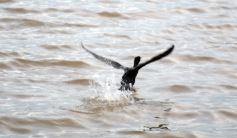 Foto de la galería: Vecinos y turistas disfrutaron del desfile de embarcaciones iluminadas en la Costanera 