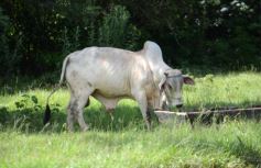 Foto de la galería: Postales de la costa del río Uruguay y de misioneros que viajan a Brasil buscando posibilidades de trabajo