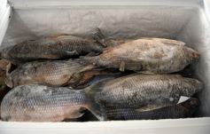 Foto de la galería: Sabores del Paraná invita a disfrutar de una amplia variedad de pescados, productos congelados y elaborados