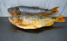 Foto de la galería: Sabores del Paraná invita a disfrutar de una amplia variedad de pescados, productos congelados y elaborados