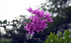 Foto de la galería: Equipos de trabajo de distintos rubros que se potencian en sus respectivos ámbitos 