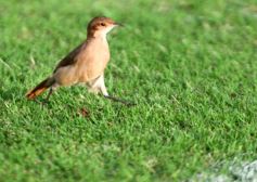 Foto de la galería: Mitre se prepara para enfrentar a Defensores de Vilelas después del 0-0 ante Sarmiento