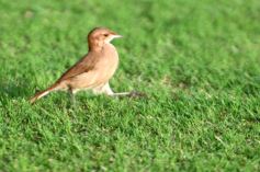 Foto de la galería: Mitre se prepara para enfrentar a Defensores de Vilelas después del 0-0 ante Sarmiento