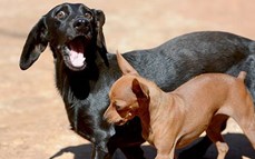 Rescate de animales: buscan recaudar fondos para castraciones masivas en Posadas
