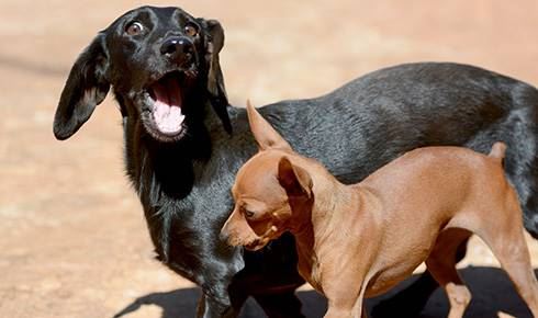Rescate de animales: buscan recaudar fondos para castraciones masivas en Posadas