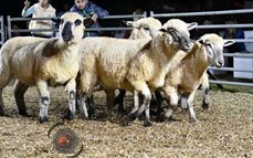 Este viernes: todo listo para el 1er Remate Nocturno del año en La Armonia de San José