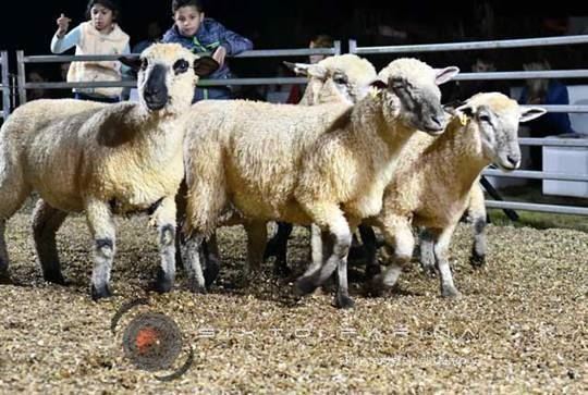 Este viernes: todo listo para el 1er Remate Nocturno del año en La Armonia de San José