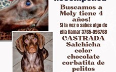 Llamado a la solidaridad: buscamos a Moly, salchichita perdida en Itaembé Guazú
