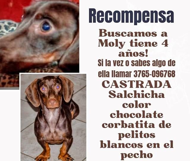 Llamado a la solidaridad: buscamos a Moly, salchichita perdida en Itaembé Guazú