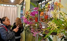 Del 6 al 8 de septiembre: alistan la 24° Expo Orquideas en la ciudad