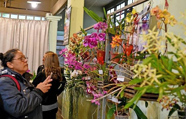 Del 6 al 8 de septiembre: alistan la 24° Expo Orquideas en la ciudad