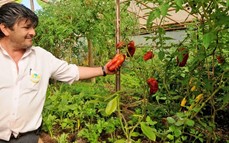 Realizarán un Taller de plantas alimenticias no convencionales en el Jardin Botánico