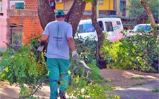 De abril a agosto: la Municipalidad alista el inicio de un nuevo Operativo Integral de Podas en Posadas