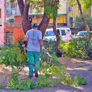 De abril a agosto: la Municipalidad alista el inicio de un nuevo Operativo Integral de Podas en Posadas