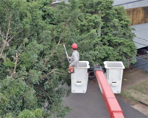 Energia de Misiones: desde este martes arranca el operativo integral de poda para despejar lineas en Posadas