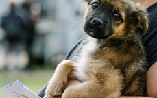 El Instituto Municipal de Salud Animal refuerza la atención veterinaria gratuita en los barrios