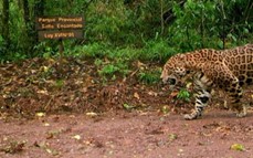 Misiones fortalece la conservación del Yaguareté