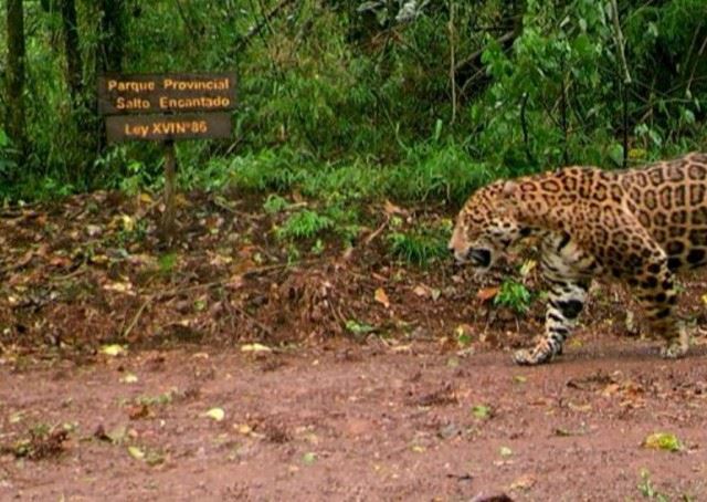 Misiones fortalece la conservación del Yaguareté
